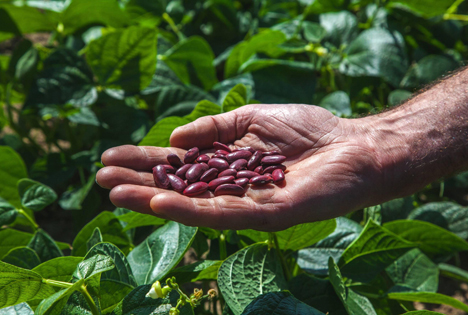 HAK dehnt lokalen Anbau von Kidney-Bohnen in Niederlanden aus